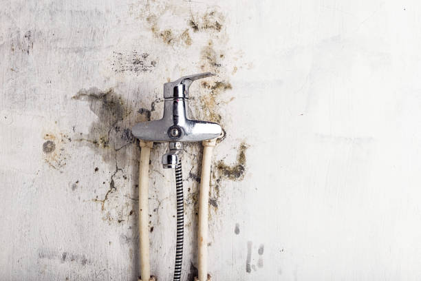 Best Industrial Mold Remediation in Yuipa, CA