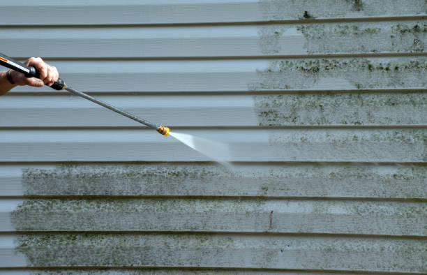 Best Black Mold Remediation in Yuipa, CA