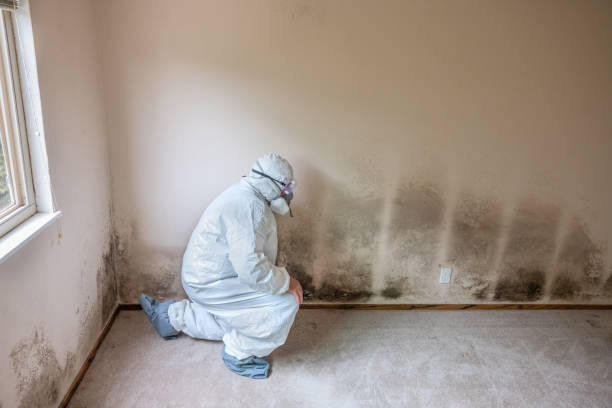 Best Black Mold Remediation in Yuipa, CA