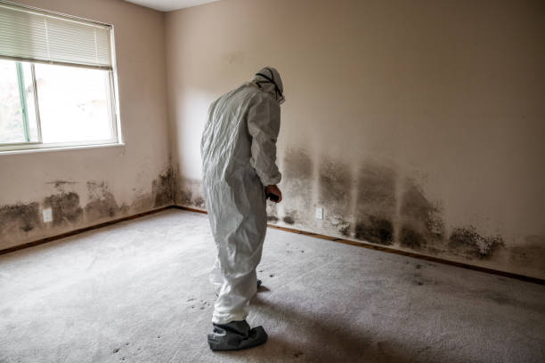 Best Kitchen Mold Remediation in Yuipa, CA
