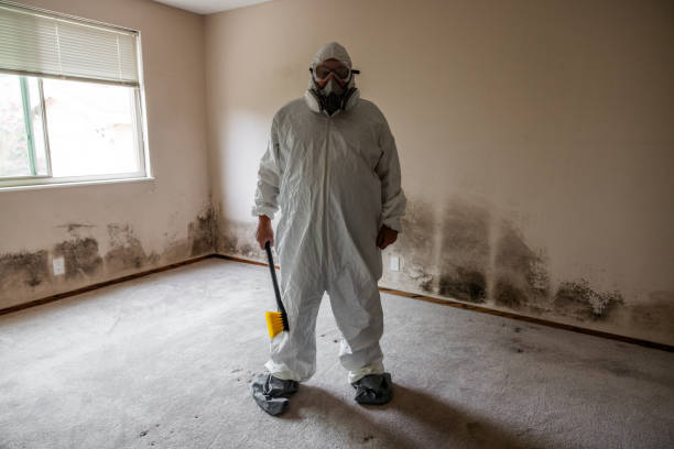 Professional Mold Remediation in Yucaipa, CA