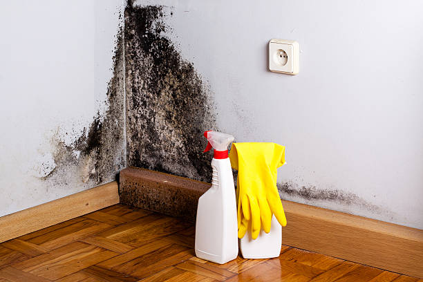 Best DIY Mold Remediation Support Services in Yuipa, CA