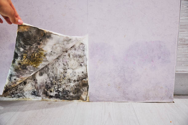 Best Insurance-Related Mold Remediation in Yuipa, CA